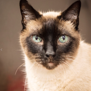 Team Page: Team Kimba @ Napa Small Animal Hospital